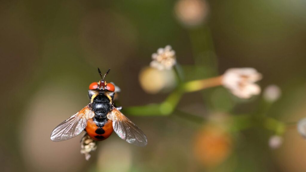 Detailed image of a vibrant hoverfly in a natural setting, showcasing intricate patterns.