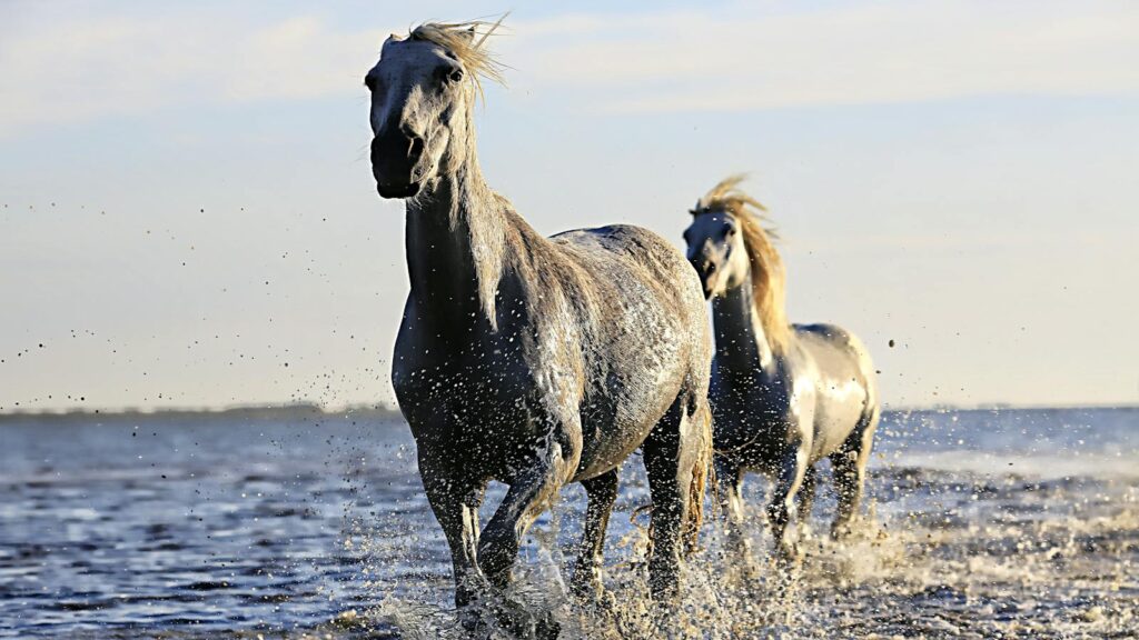 Majestic white horses galloping through water, capturing the essence of freedom and beauty.