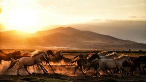 A herd of wild horses galloping dramatically across the dusty plains during a vibrant sunset.