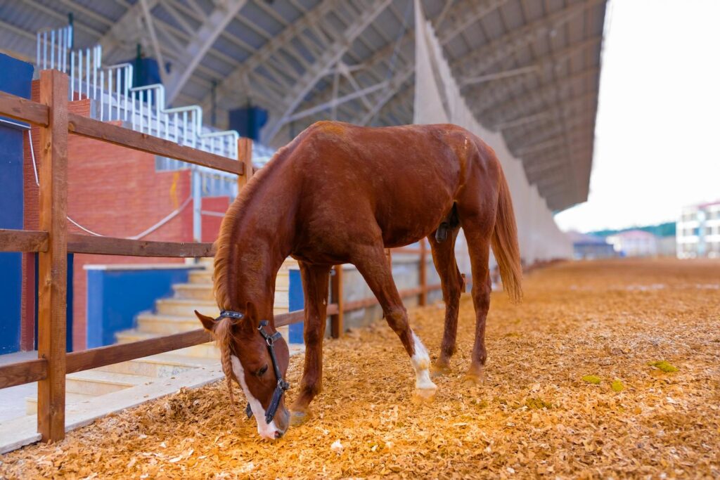 Horse peacefully grazes in an outdoor stadium
