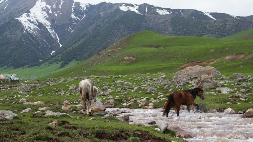 Majestic horses crossing a stream in the lush green valleys near Bishkek, Kyrgyzstan.