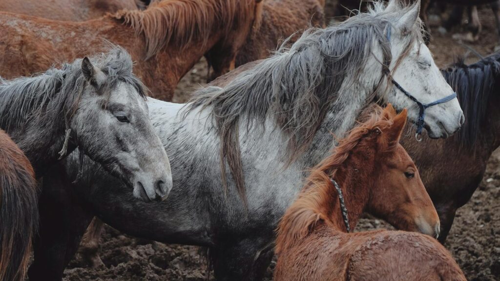 A herd of variously colored horses crowd together in a muddy outdoor field.