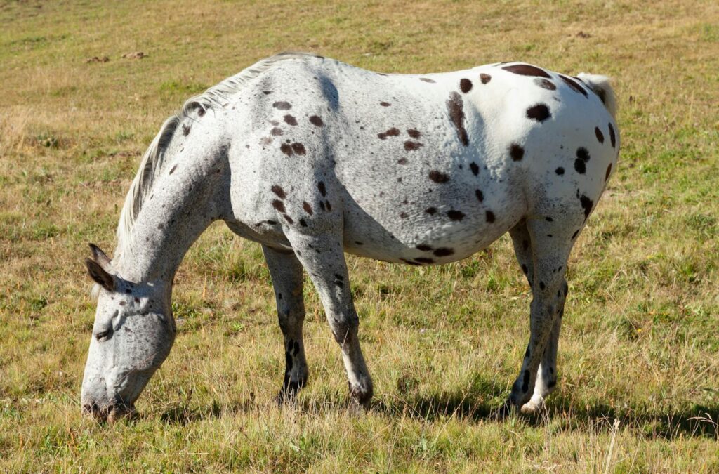 Appaloosa horse grazing in a lush French pasture