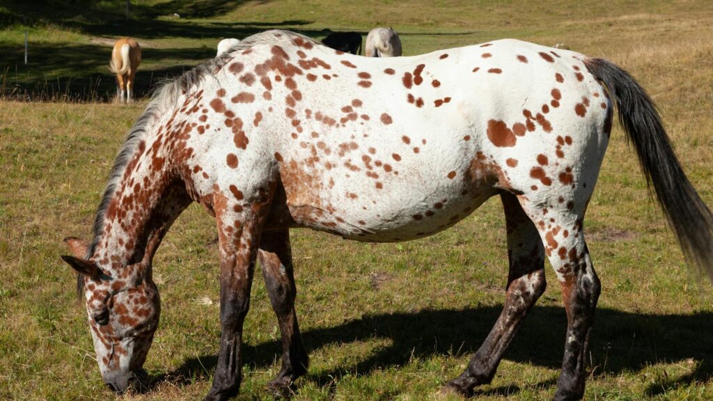 A spotted horse grazes peacefully in a sunlit pasture in Ceillac, France.