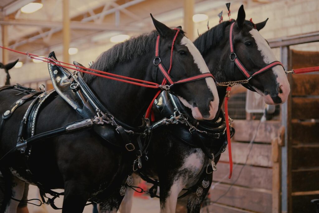 Two black shire horses with decorative harnesses in a barn setting