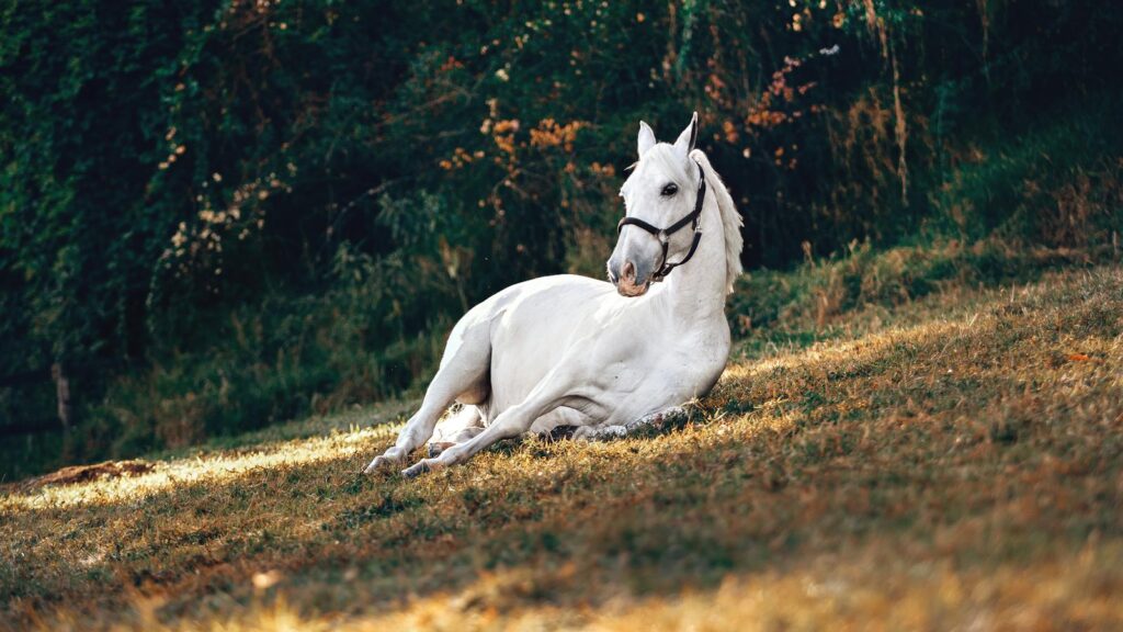 A beautiful white horse peacefully resting on a sunlit grassy field in nature.