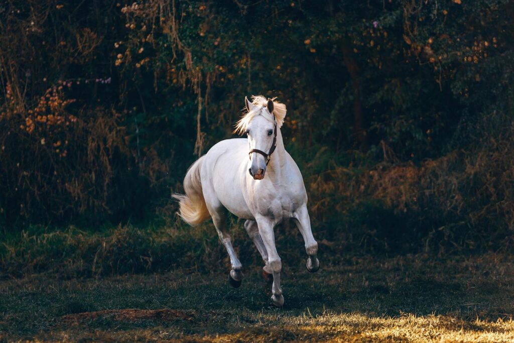 Dynamic shot of a white horse galloping through a grassy field, capturing energy and elegance.