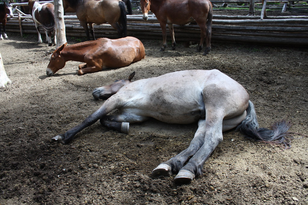 One Tired Horse