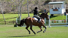 A man sitting on the horse running in the field