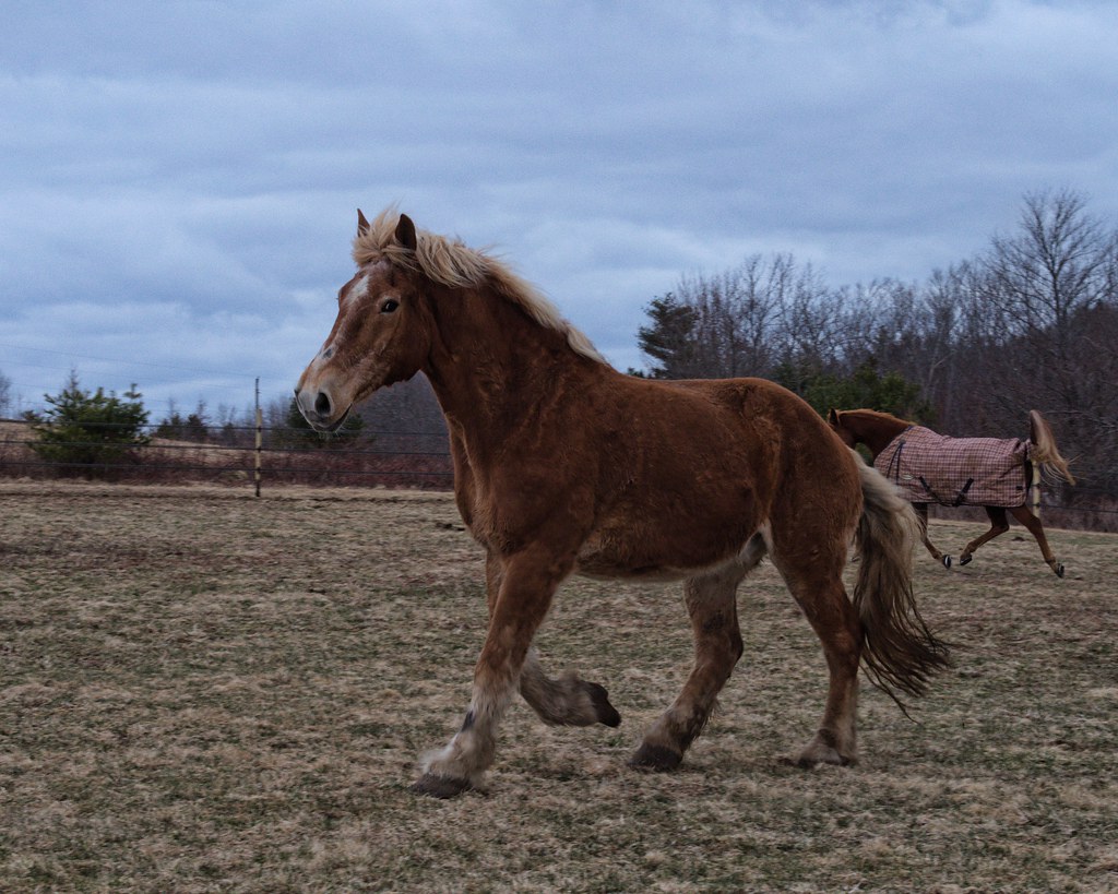 Draft horse trot