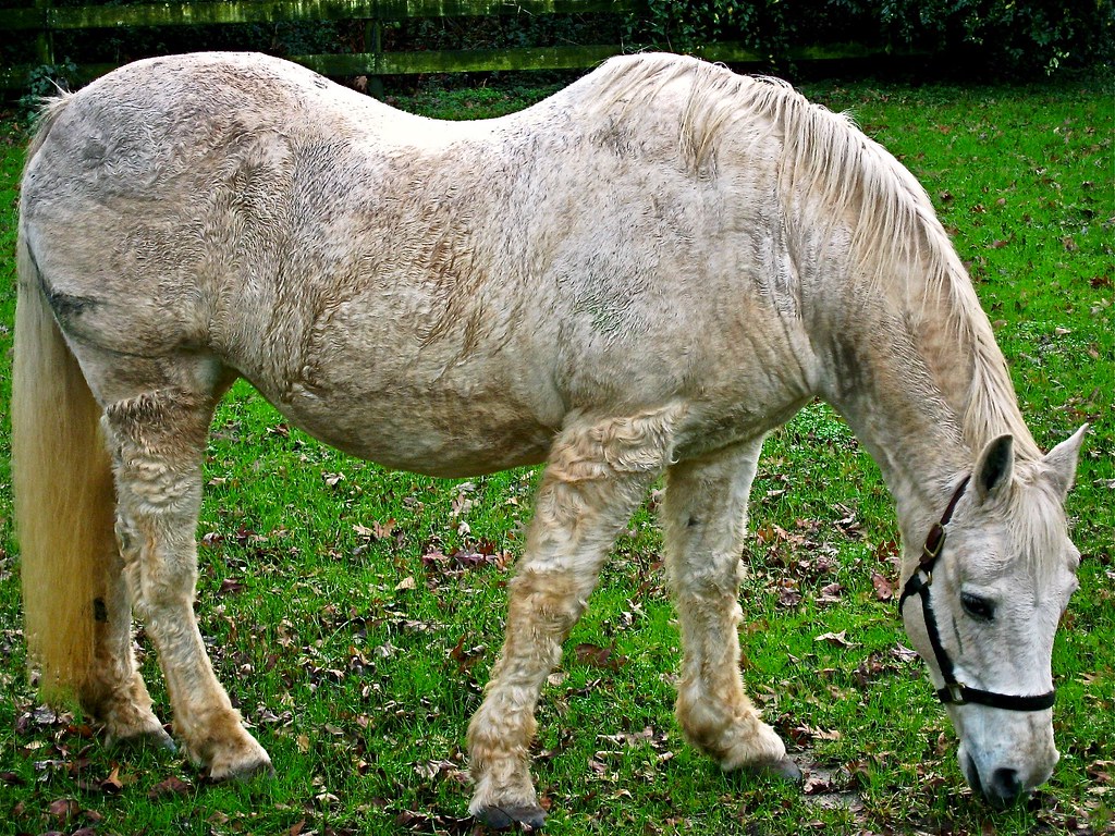 Swaybacked white horse