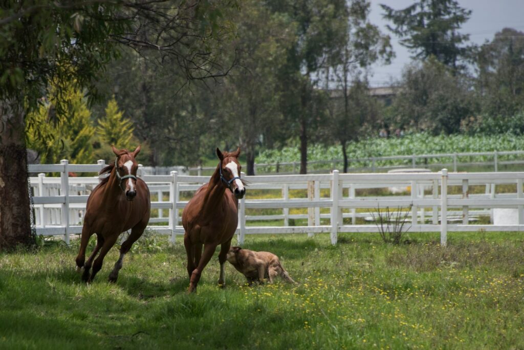 Two brown hoses on grass