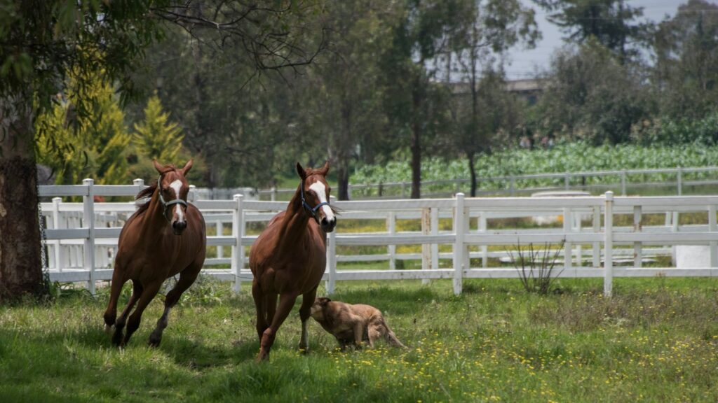 two brown hoses on grass