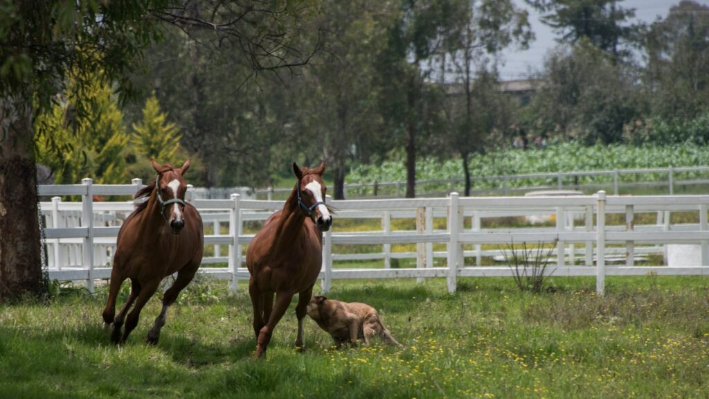 two brown hoses on grass