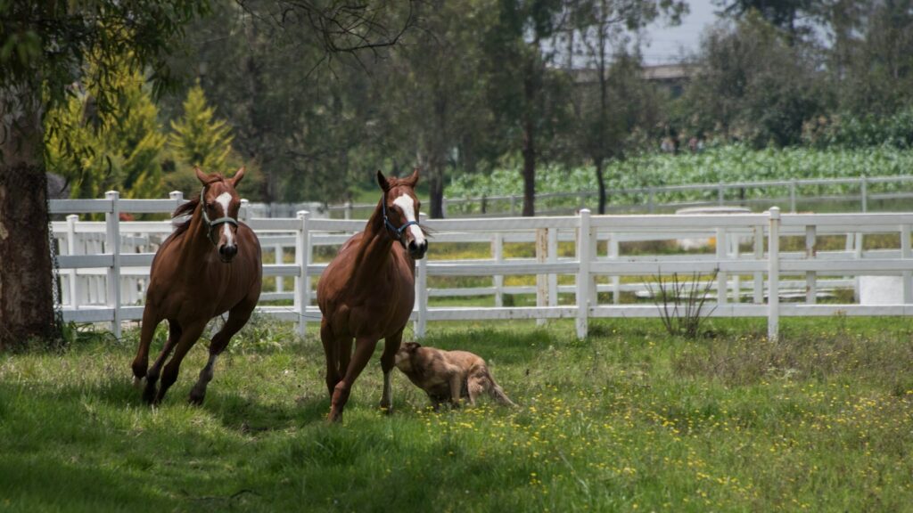 two brown horses on grass