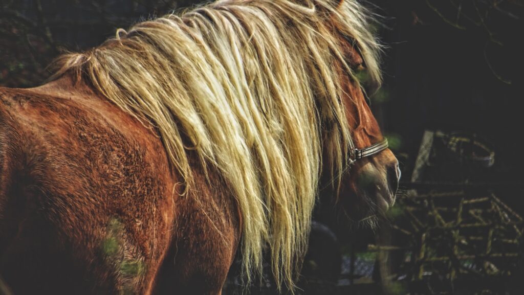 wildlife horse standing in the field