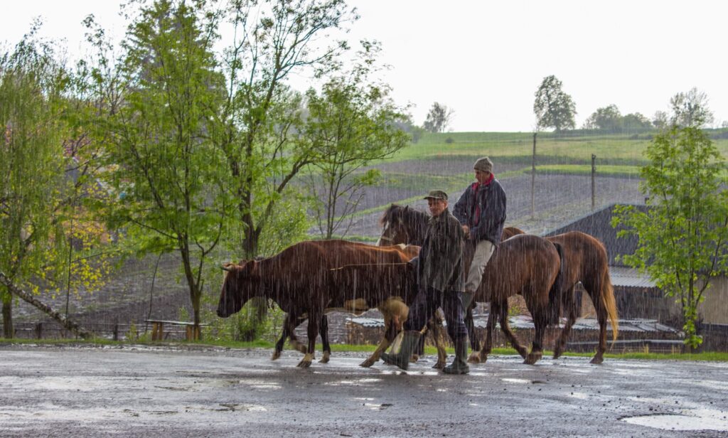 A group of people that are walking with some horses