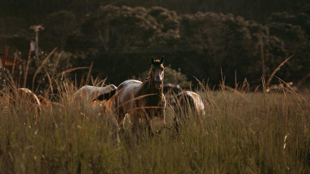 A serene herd of horses grazing in the lush grassland of Centro, MG, Brazil.