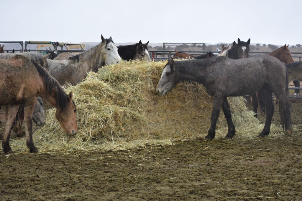 Sometimes hay is placed in the middle of a pen as well as around the outer edge to ensure that every horse has sufficient forage.
