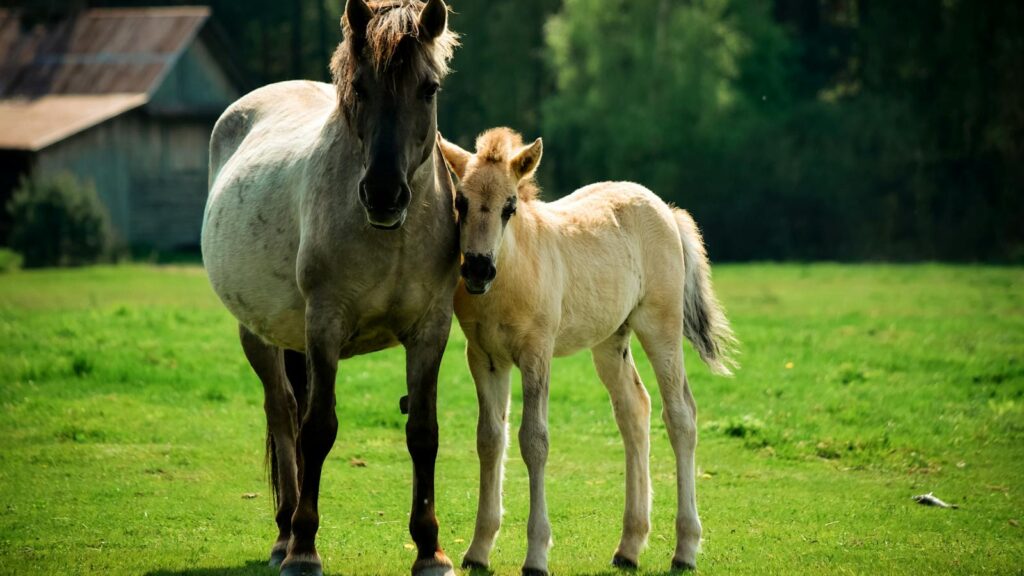 A mare and her foal stand in a sunny green meadow, embodying rural tranquility.