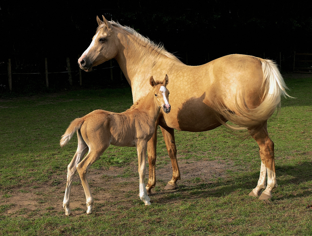 Palomino foal with mare