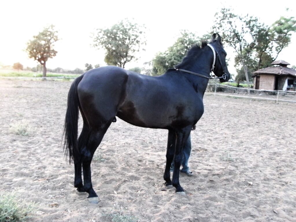 Marwari stallion of barot farm