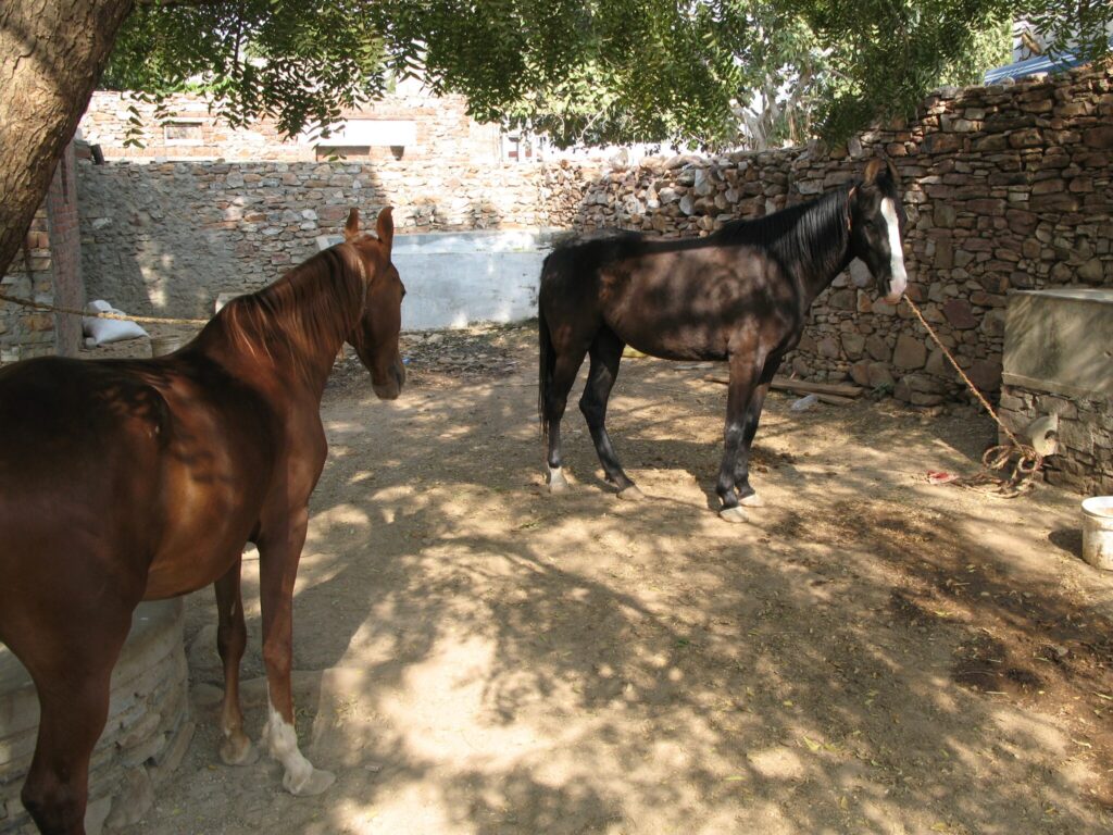 Marwari horses