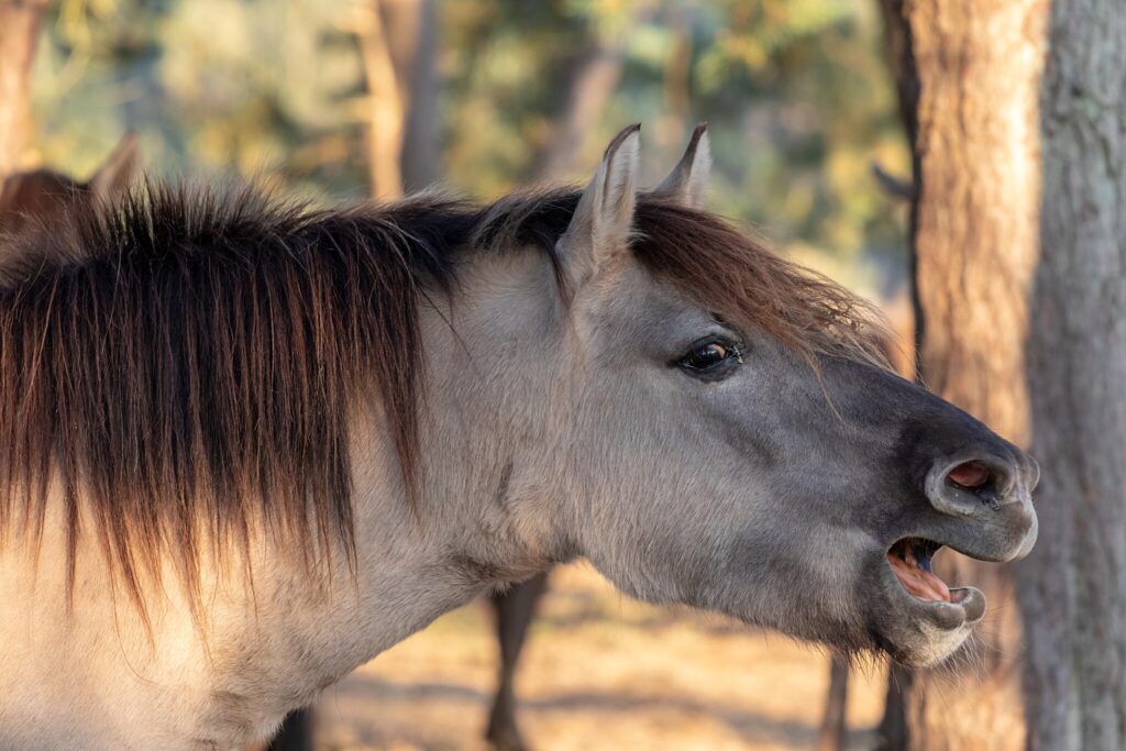 Whinnying horse