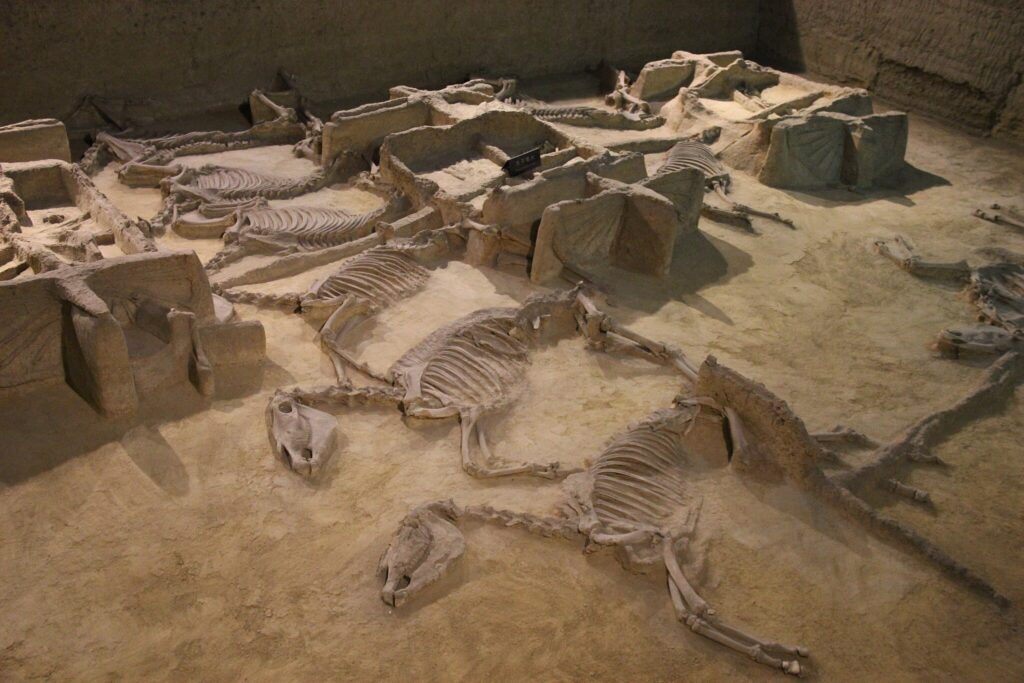 Eastern Zhou Royal Six-horse Chariot Burial, Luoyang