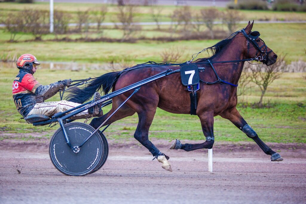 Standardbred horse