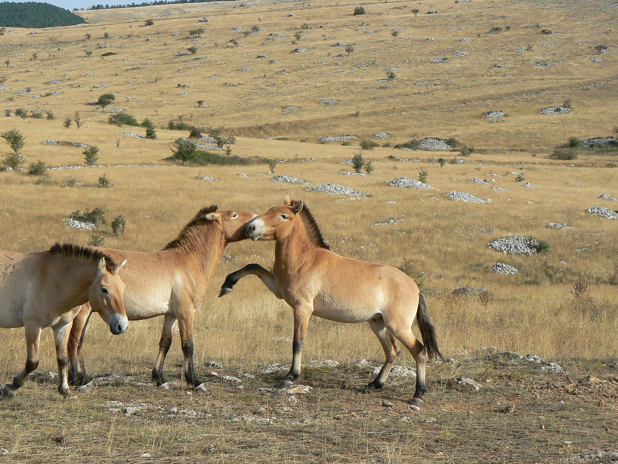 France Lozère Causse Méjean Przewalski's horses