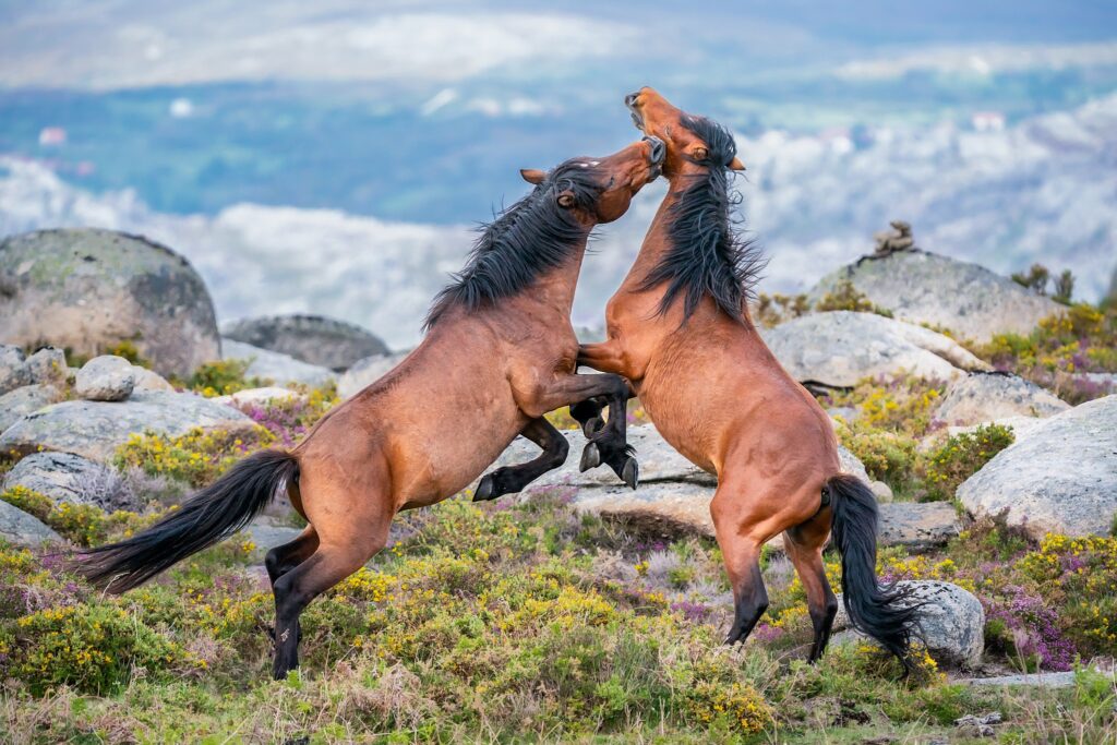 A fight between two Garranos horses at Parque Nacional da Peneda-Gerês, Portugal