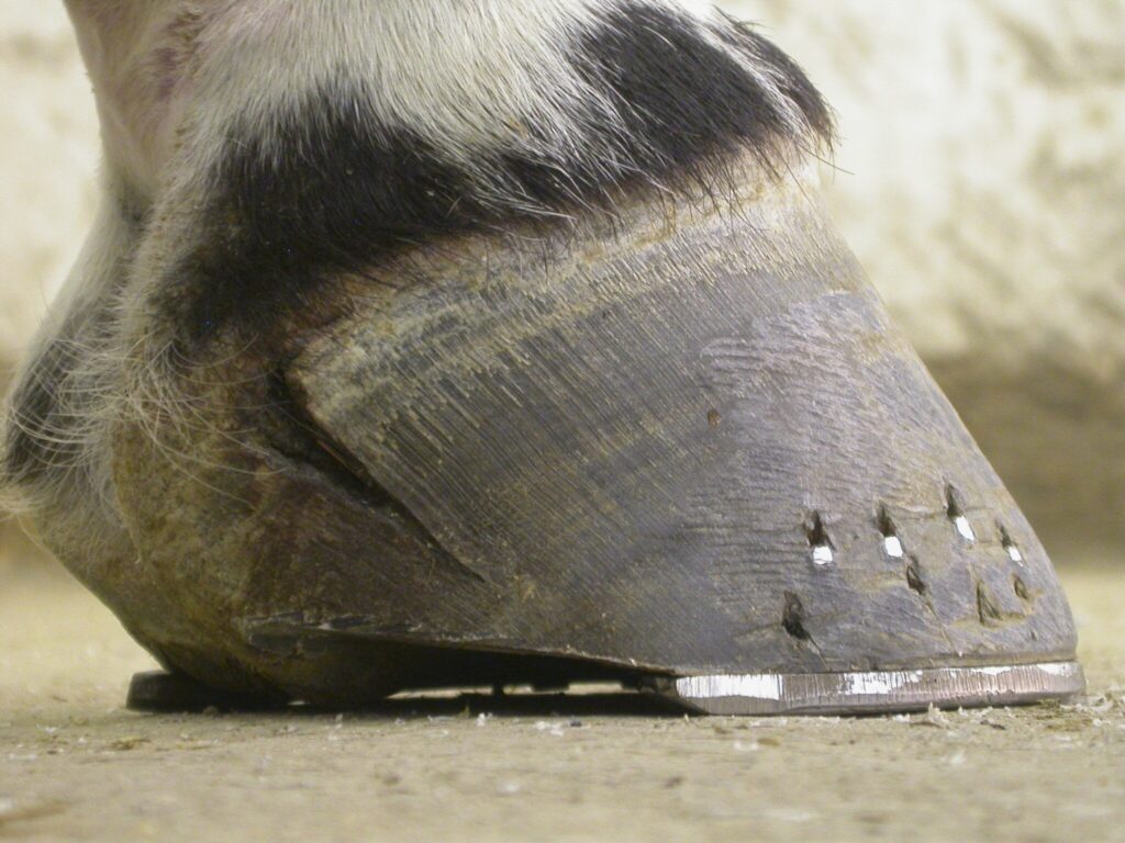 Hoof crack
