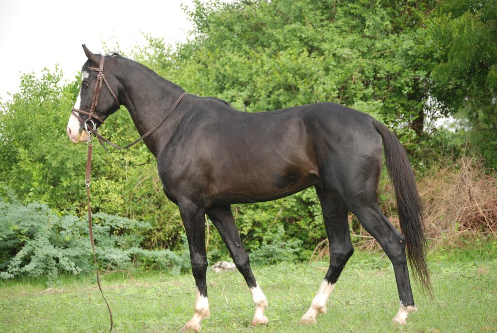Humayun, Marwari Stallion of Virendra Kankariya