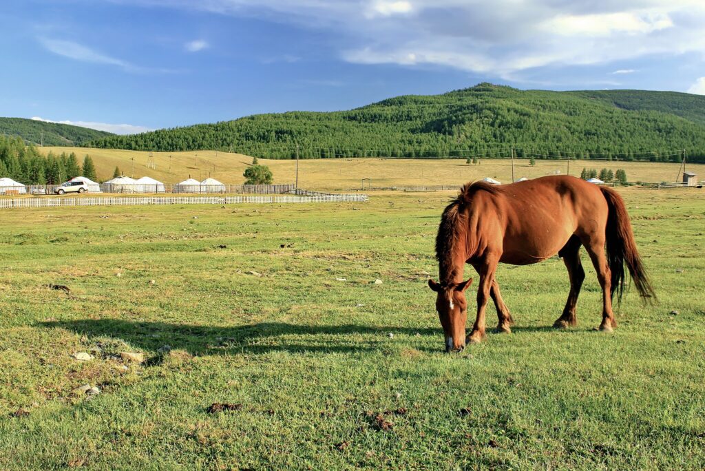 Mongolian horse in Gorkhi-Terelj National Park