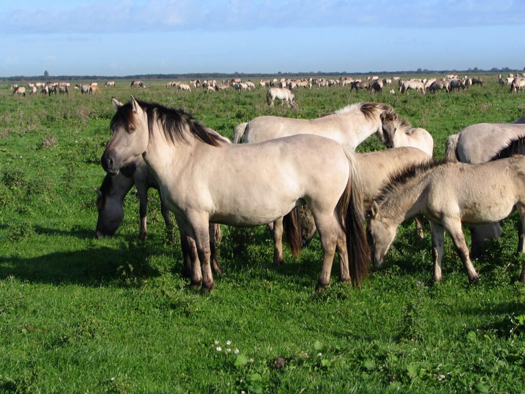 Free-ranging koniks in the Oostvaardersplassen