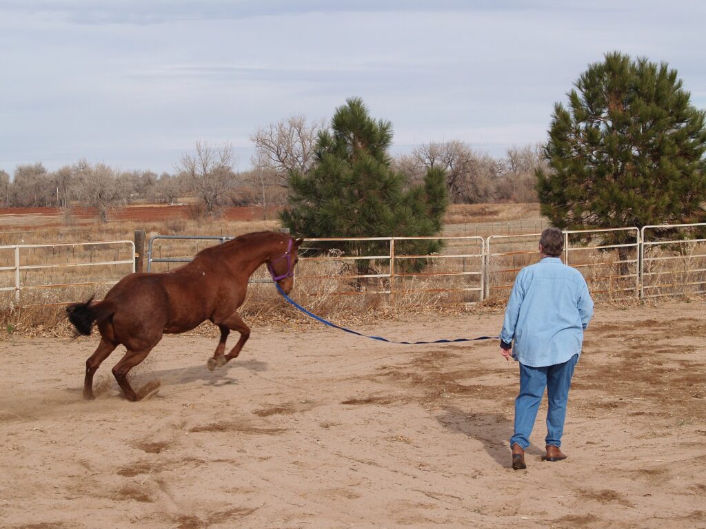 Longeing with a halter offers very little control, but may be suitable for basic exercise.