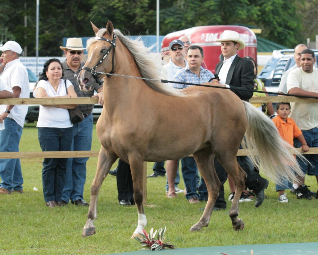 Palomino Dilute Paso Fino Mare in Good Form class at the 2008 Copa La Candelaria in Manati, Puerto Rico
