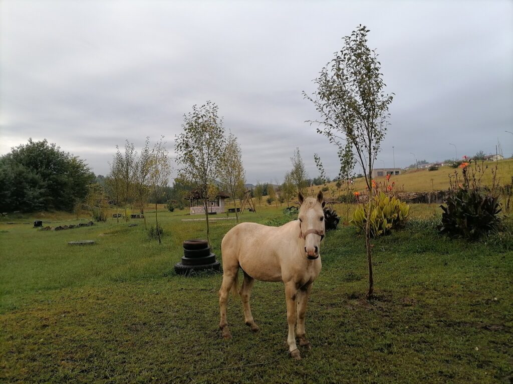 Basotho pony