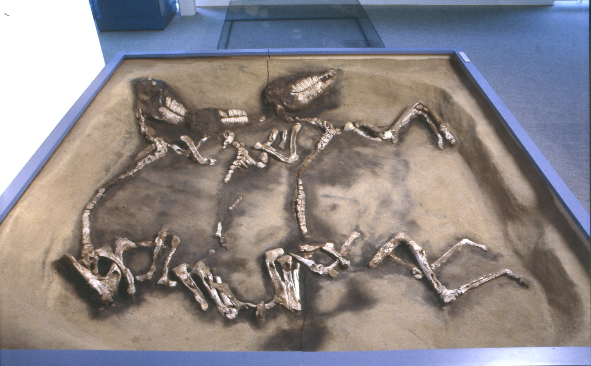 Burial of three horses from the saxon Wulfsen burial site.