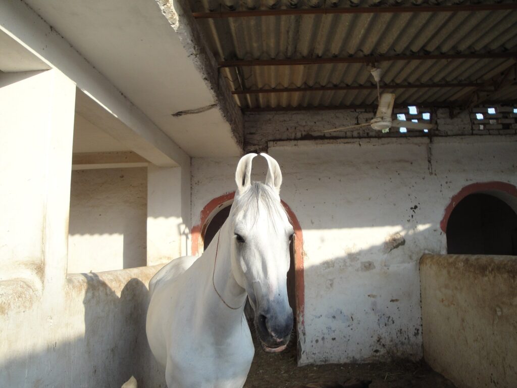 Rajasthan Horses, Village east of Jodhpur