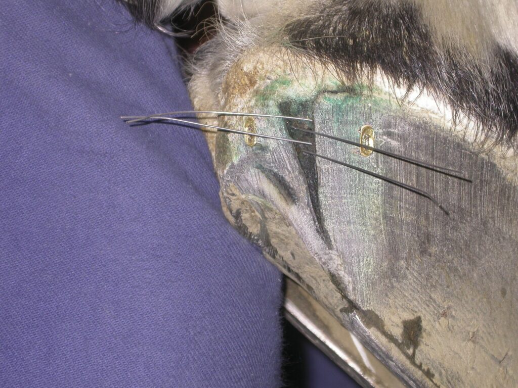 Repair a hoof crack