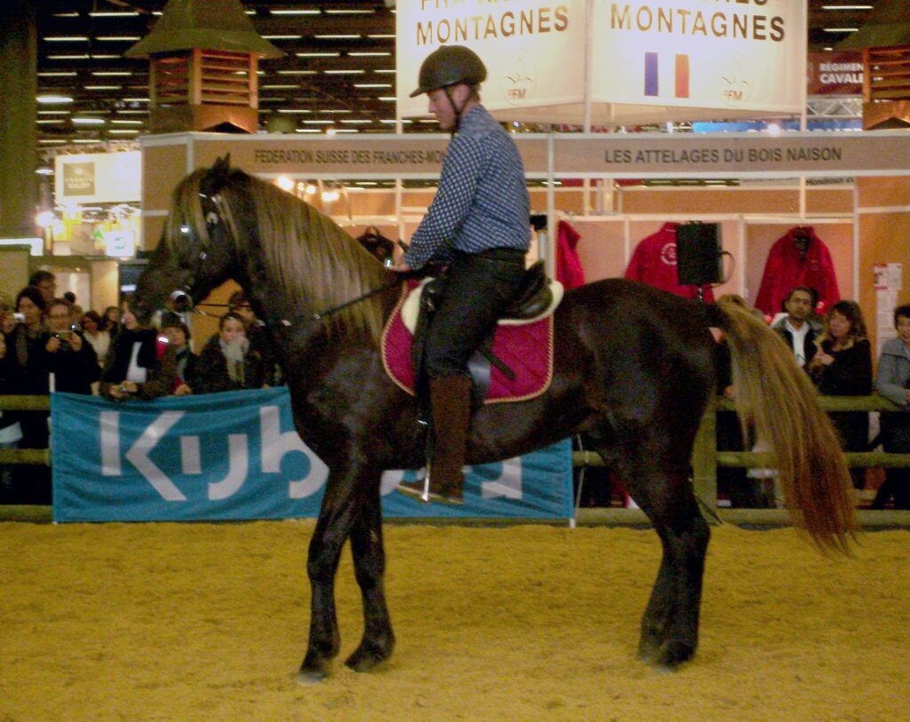 An 8-year-old Rocky Mountain Horse stallion presented at the Paris Horse Show