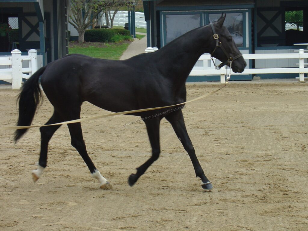 The AKhal Teke Stallion Salam