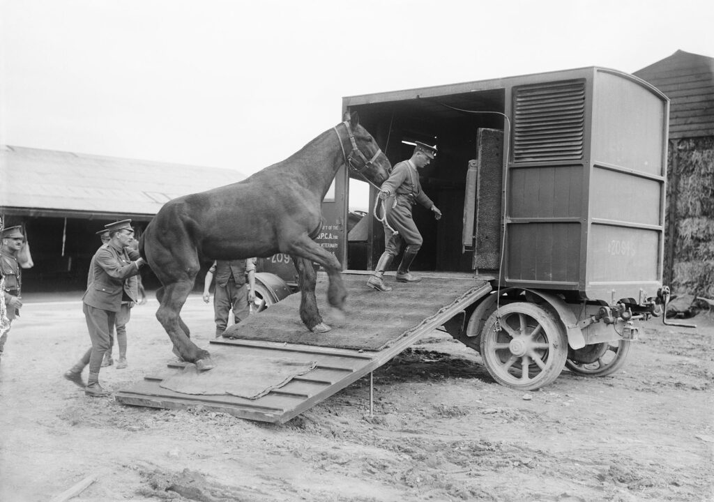 The Royal Army Veterinary Corps on the Western Front, 1914-1918