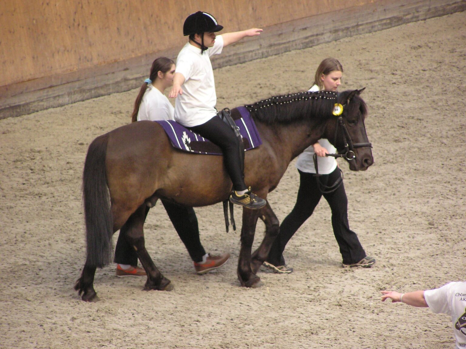 The Best Horse Breeds for Therapeutic Riding Programs – saddlesociety.com