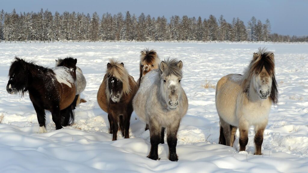 Herd of Yakut horses (young animals). Megino-Kangalassky district