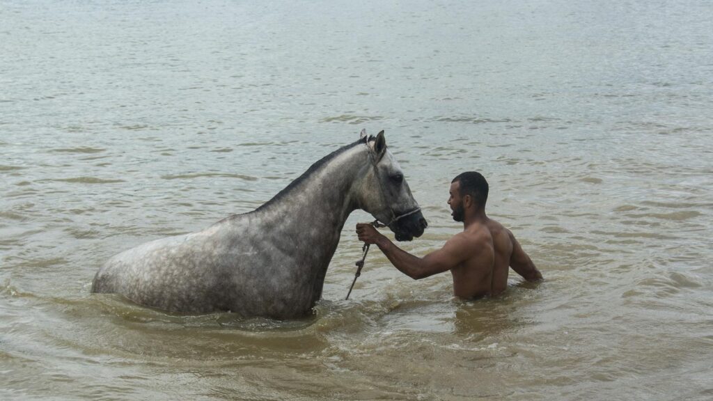 A man leading a horse in a river, showcasing a serene and natural interaction.