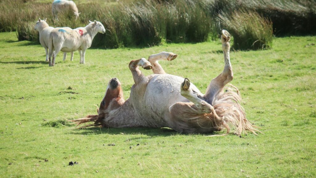 A horse rolling in a sunny Welsh field among sheep, capturing rural life.