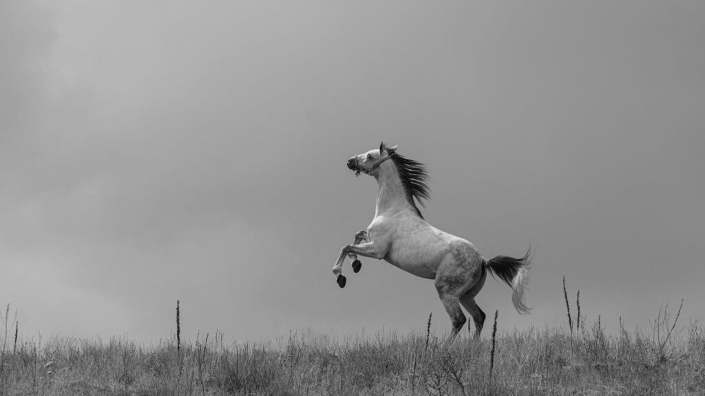 A powerful horse captured rearing majestically in a black and white rural field.